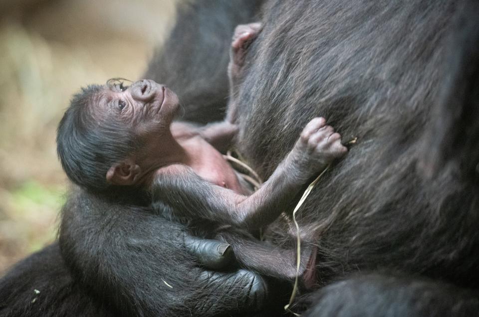 CLEVELAND METROPARKS ZOO ANNOUNCES FIRST BIRTH OF A GORILLA IN ITS 139-YEAR HISTORY