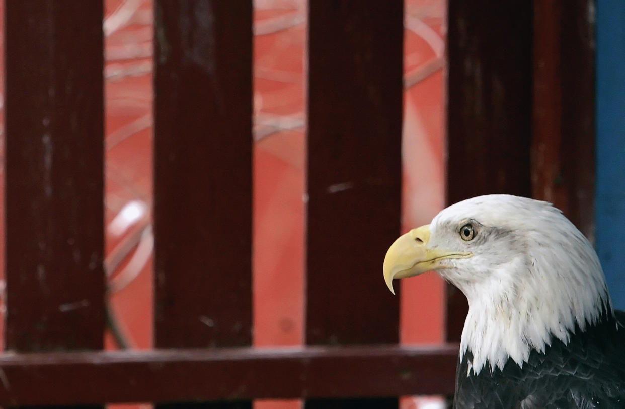 An American bald eagle at a bird sanctuary in Millington, New Jersey, on December 12, 2006. REUTERS/Mike Segar