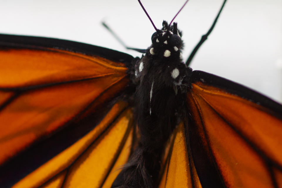 This photo shows a monarch butterfly after it emerged in Washington, Sunday, June 2, 2019. (AP Photo/Carolyn Kaster)