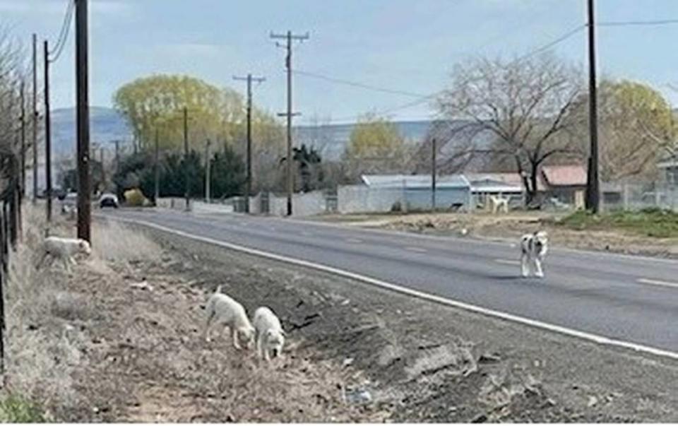 A group of pit bulls are seen wandering down the road the day after they allegedly got loose and chased a cow into the roadway, where it was hit by a car and killed. Just days later seven of the pit bulls viciously attacked a mother and her son in their own yard.