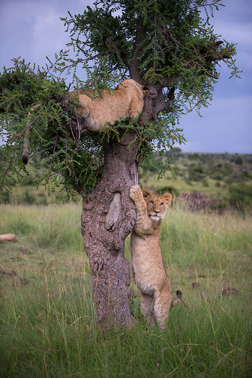 The mother and cubs' playful interactions took place on a ridge overlooking a river-lined valley, with Sir Richard Branson's Virgin Limited Edition Mahali Mzuri luxury safari camp on the opposite side of the valley.