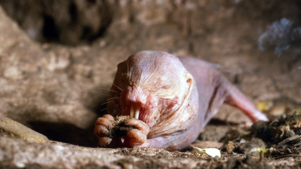  A naked mole-rat in its burrow. 