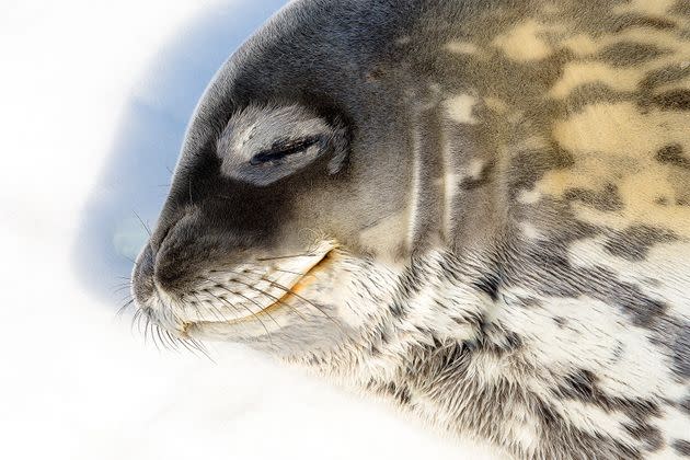 A Weddell seal, probably thinking about icefish. (Photo: Xavier Hoenner / 500px via Getty Images)