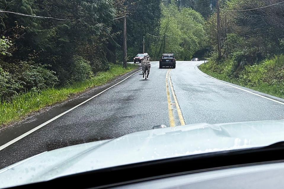 美國華盛頓州有4匹斑馬在週日（4/28）在運送過程中逃出拖車，目前3被捕、1在逃。美聯社