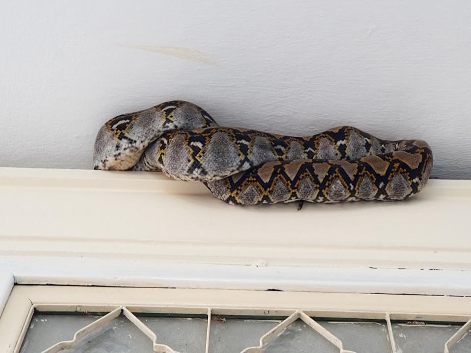 A three-metre-long python is seen coiled up above a window at a school in Thailand. 