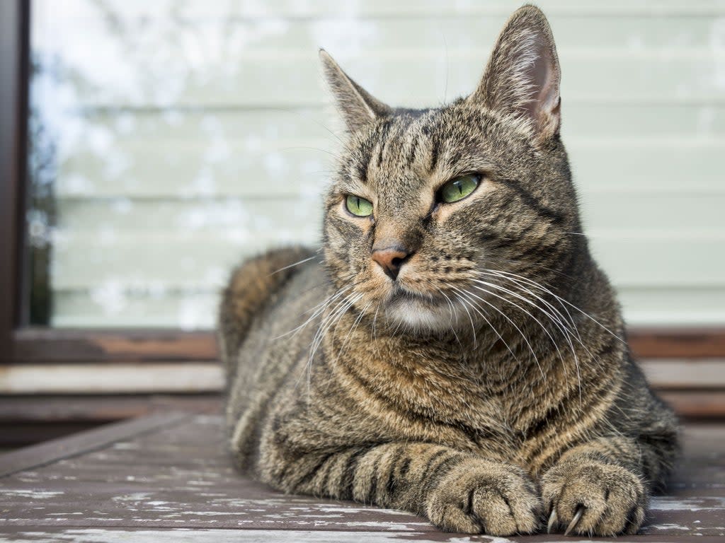 Outdoors cats are skilled hunters, and are at risk of catching disease, getting into fights, or being killed by a car  (PA)