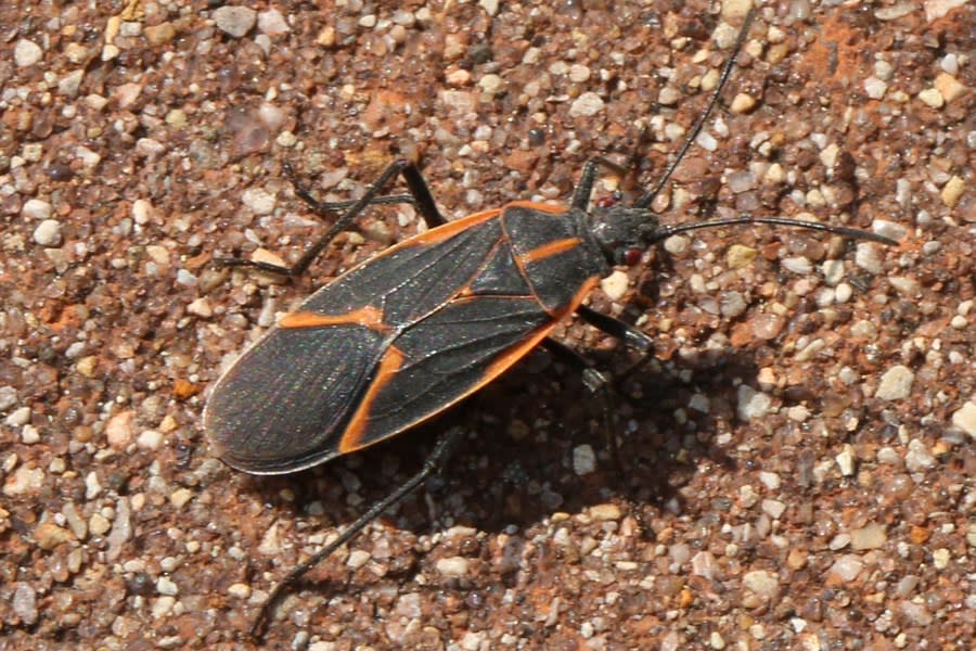 Boxelder bug (Boisea trivittata) in Toronto, Ontario, Canada, on May 22, 2023. (Photo by Creative Touch Imaging Ltd./NurPhoto via Getty Images)