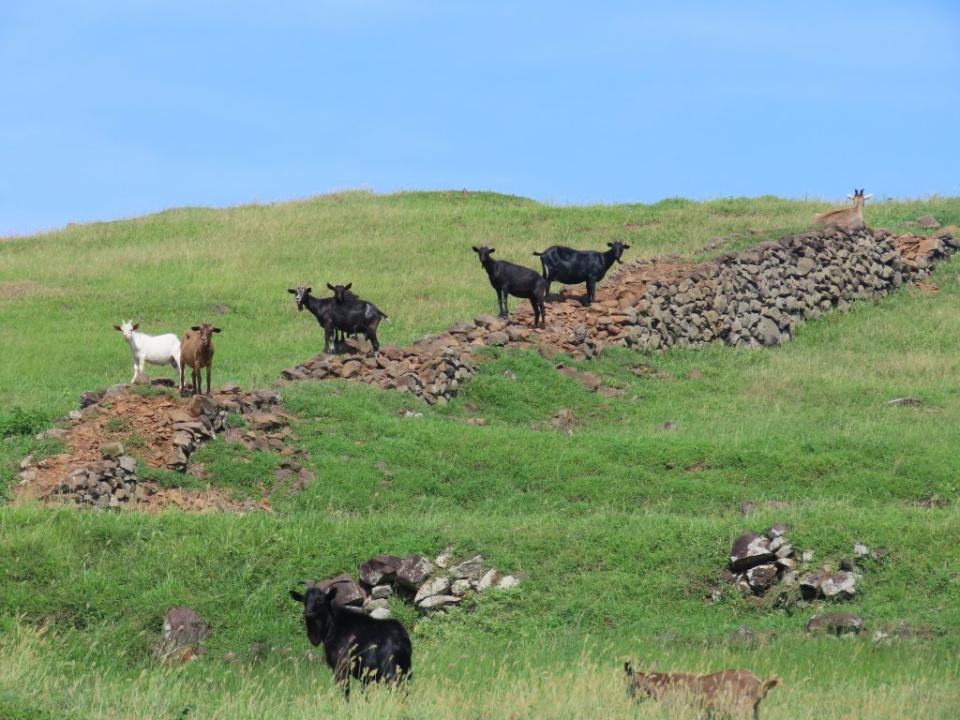 南方四島上可見羊群。