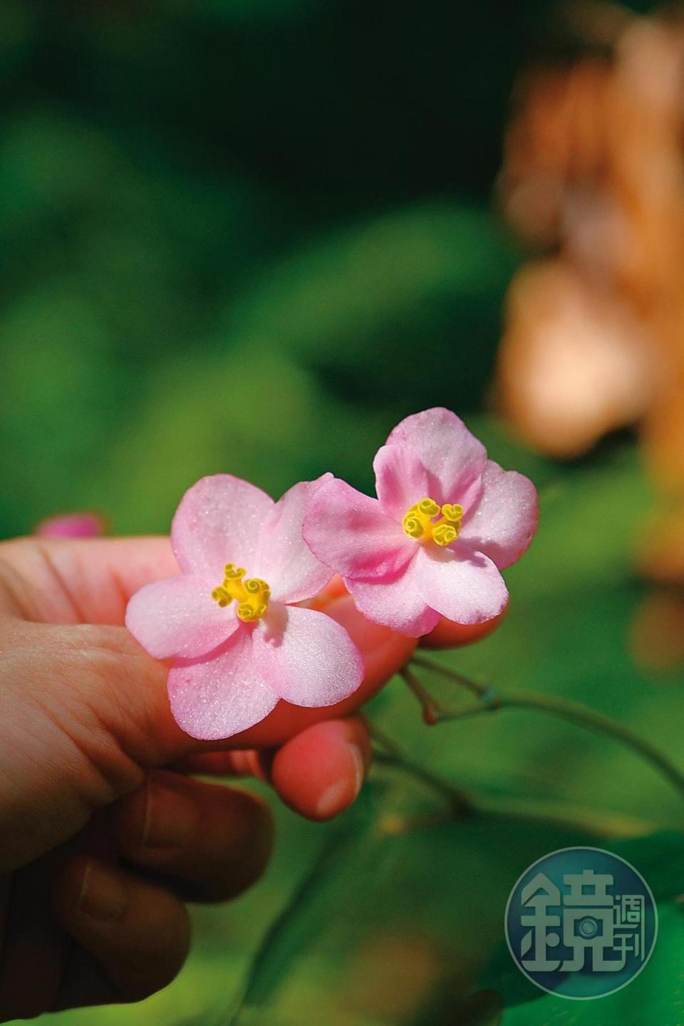 步道的生態豐富，慢下腳步就能發現許多美麗植物，包括這株水鴨腳秋海棠。