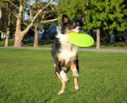 2020091023120045AustralianShepherdcatchingfrisbee