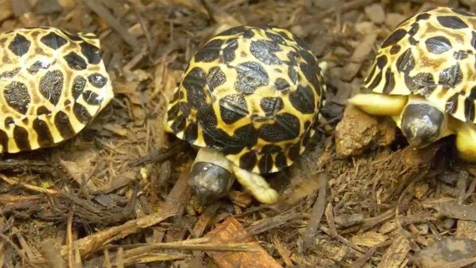 If the zookeeper hadn't seen the newly laid eggs, these endangered babies might not have hatched, the zoo said. They've been named Dill, Gherkin and Jalapeno.  / Credit: Houston Zoo