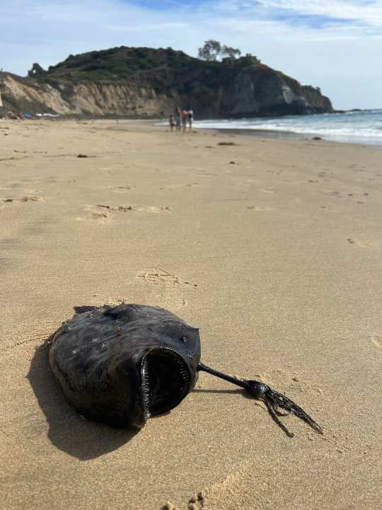 A Pacific Footballfish was discovered on the shores of Crystal Cove State Park on Oct. 13, 2023. (Courtesy of California State Parks)