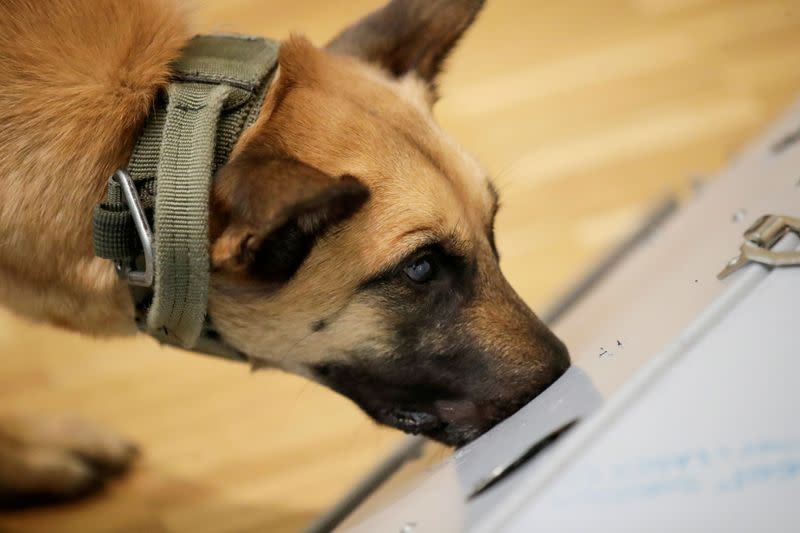 FILE PHOTO: Researchers at Hanover University's vet clinic present dogs which are able of detecting COVID-19 in human saliva samples, in Hanover