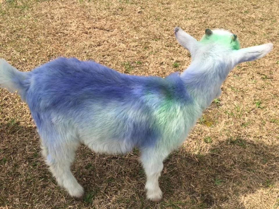 A stolen baby goat was returned to its owner dyed blue, Alabama police say.