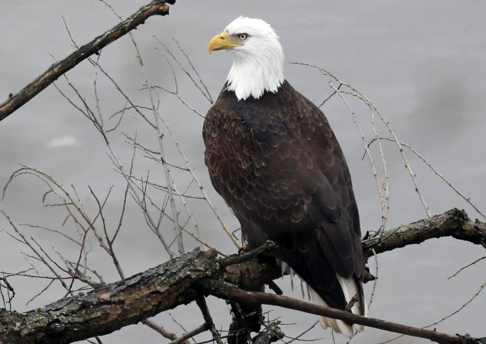 File-This Jan. 14, 2014 file photo shows a bald eagle sits on a branch overlooking the Allegheny River on the Northside of Pittsburgh. In forty years, the U.S. government has spent billions of dollars trying to save some 1,500 species deemed endangered. House Republicans say that's translated into just 2 percent of protected species being recovered, and they want to overhaul the Endangered Species Act. Environmentalists and many Democrats credit the act with saving species from extinction. (AP Photo/Gene J. Puskar,File)