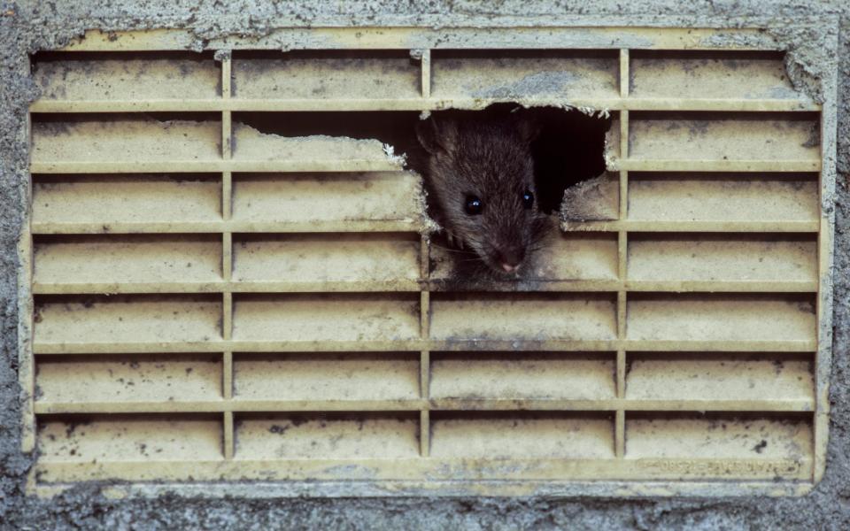 A brown rat (Rattus norvegicus), peers from inside a chewed air vent hole on a house in London - Dominic Robinson/Alamy