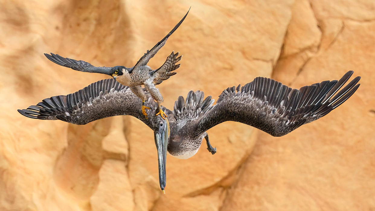  A female Peregrine Falcon fiercely protects her young, attacking anything that comes near the nest. For four years, I attempted to capture these rare moments of her attacking large Brown Pelicans. 