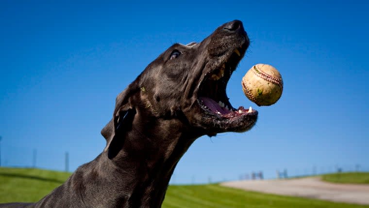 Service Dog Catches Home Run Ball at Spring Training Game