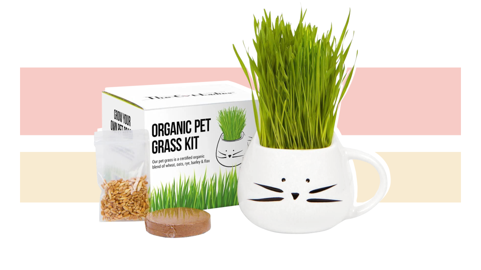 The best cat gifts to give from Amazon: Pet grass