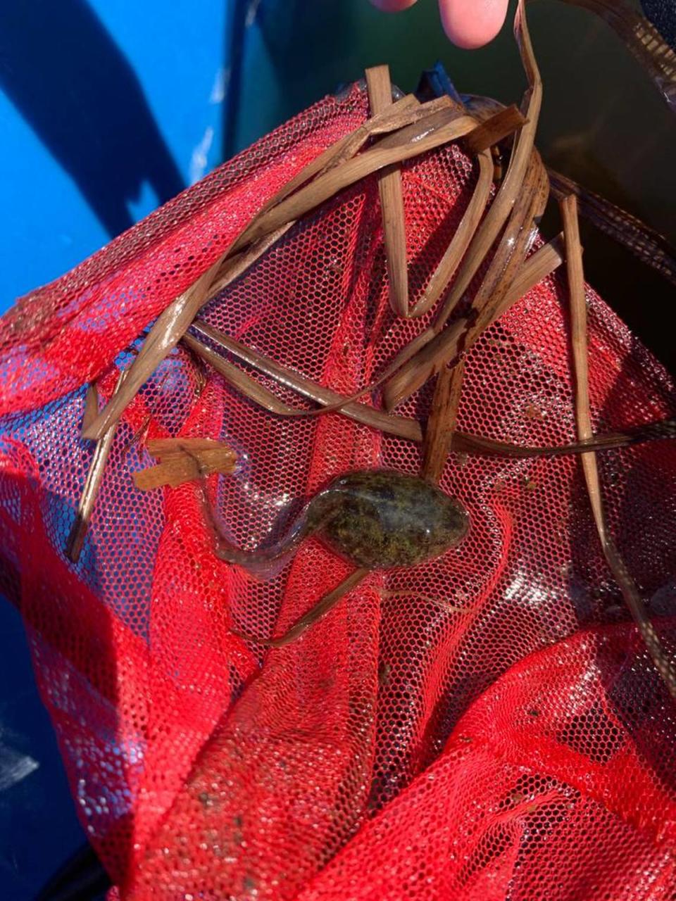 Staff cares for the gopher frogs throughout their stages of life, including as tadpoles, the aquarium said. North Carolina Aquarium at Fort Fisher