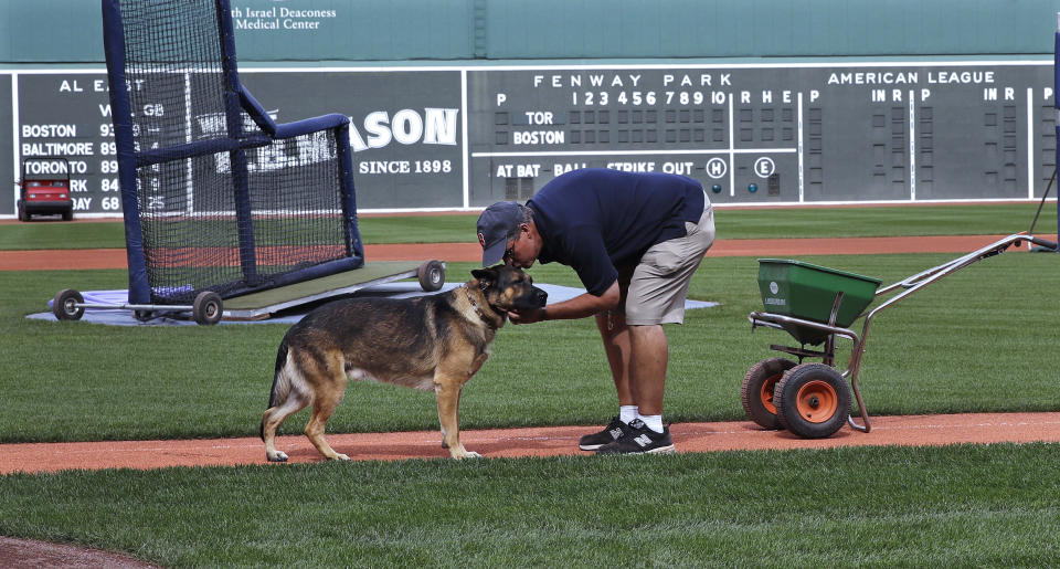 FILE - Boston Red Sox groundskeeper Dave Mellor bends over and kisses his service dog Drago while preparing the field for baseball practice at Fenway Park in Boston, Oct. 8, 2016. In 1995 Mellor, while working for the Milwaukee Brewers, was hit by a car that drove through a security gate and onto the stadium's field while sod was being replaced. A week ago, shortly after walking on the outfield grass before the Red Sox hosted Oakland, Drago had a stroke. Two days later, he died at age 10. (AP Photo/Charles Krupa, File)