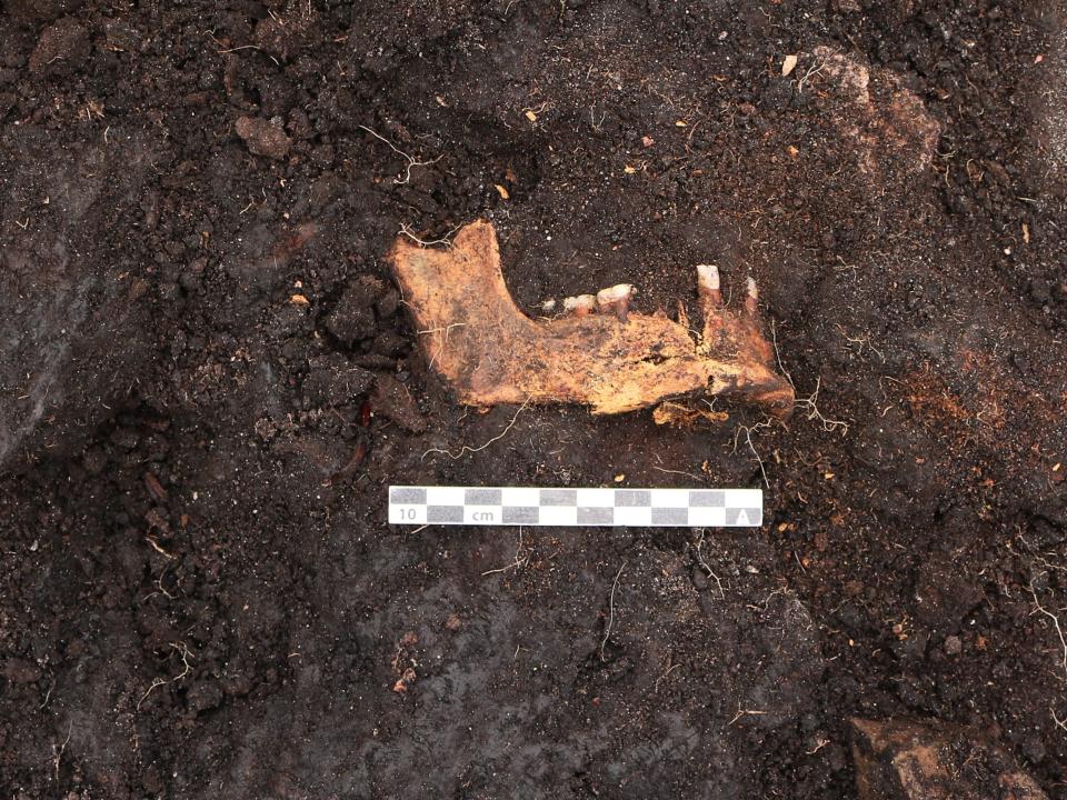 A jaw bone and femur bone in the bog