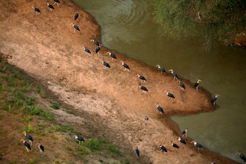 Marabou stork - Credit: getty