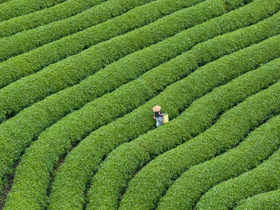 綠茶是未經發酵的茶葉。@gettyimage