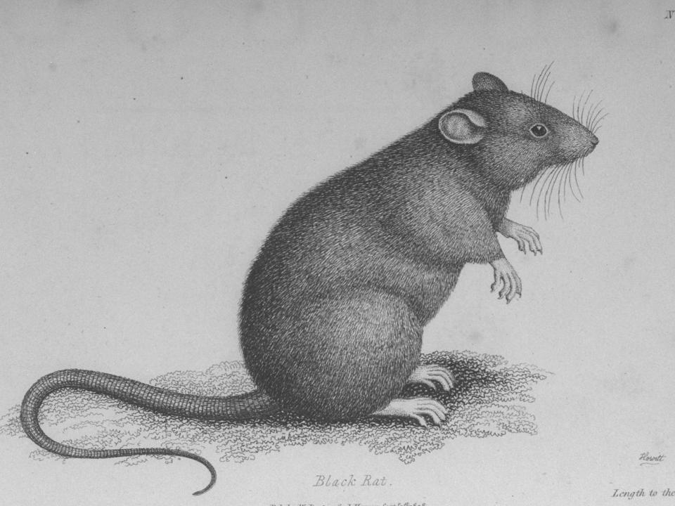 A black rat, early 19th century engraving.