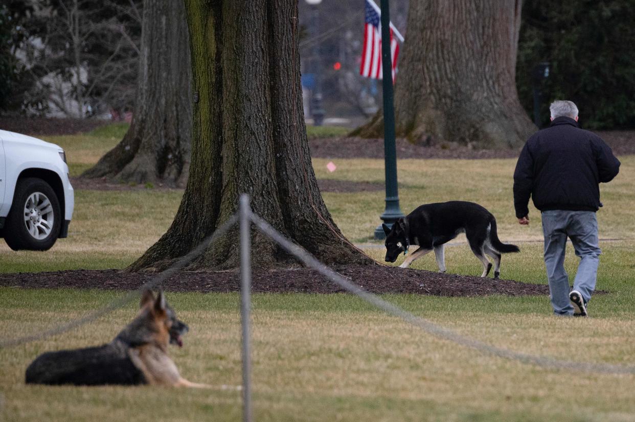 First dogs Champ and Major Biden are seen on the South Lawn of the White House in Washington, DC, on January 25, 2021. - Joe Biden's dogs Champ and Major have moved into the White House, reviving a long-standing tradition of presidential pets that was broken under Donald Trump. The pooches can be seen trotting on the White House grounds in pictures retweeted by First Lady Jill Biden's spokesman Michael LaRosa, with the pointed obelisk of the Washington Monument in the background.