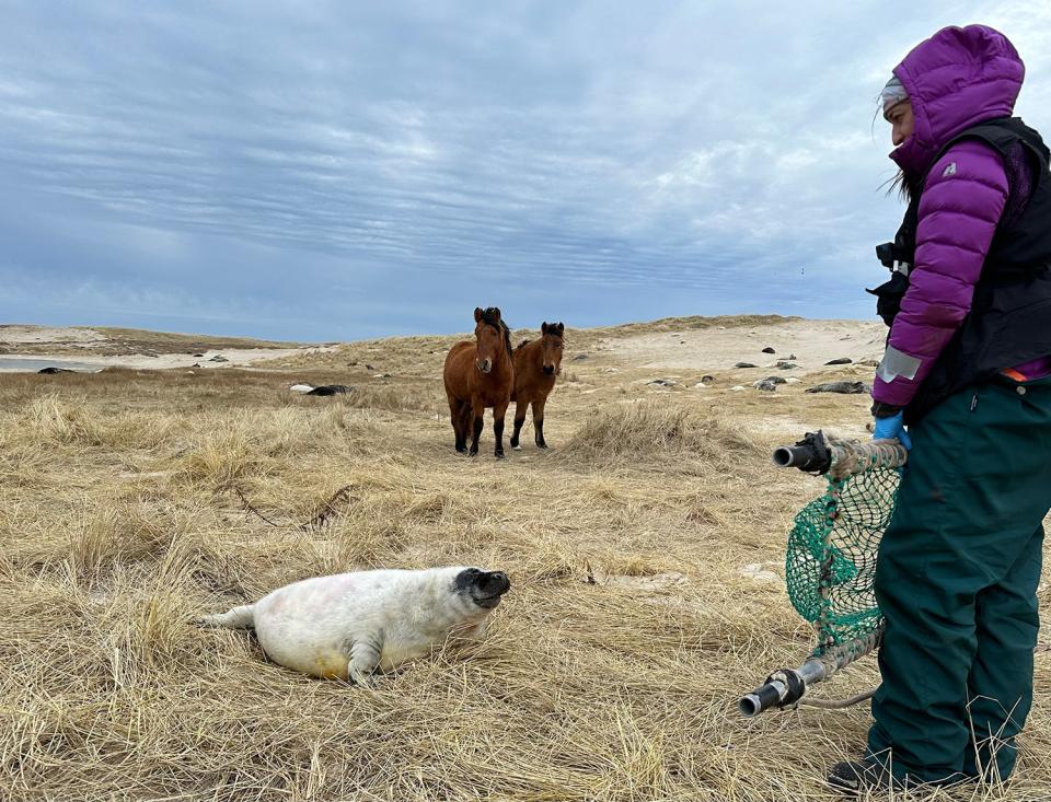 WHOI Marine Biologist Michelle Shero about to collect health information on a gray seal pup, when some inquisitive equine spectators began to watch. <em>CREDIT: Michelle Rivard.</em>