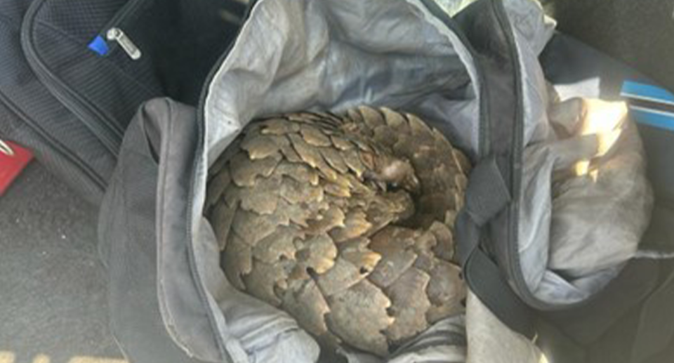 A pangolin curled inside a bag.