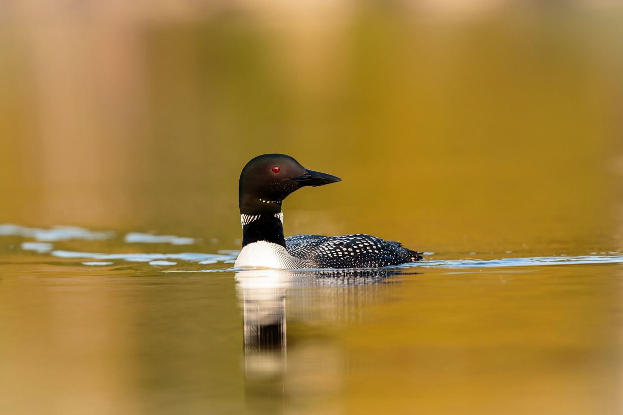 Common Loon in a lake, Northeastern Minnesota