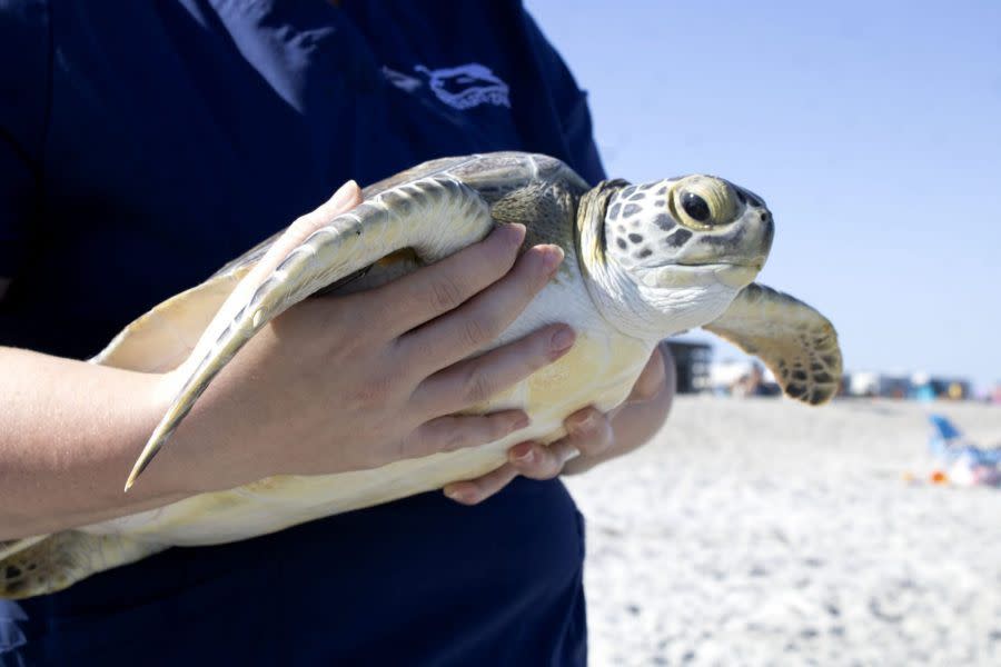 Five months after Hiccup’s rescue, the Brevard Zoo’s Sea Turtle Healing Center returned the turtle to the sea this week.