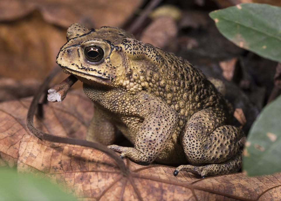 A black spined toad in Taiwan. LiCheng Shih/Wikimedia Commons, <a href="http://creativecommons.org/licenses/by-sa/4.0/" rel="nofollow noopener" target="_blank" data-ylk="slk:CC BY-SA;elm:context_link;itc:0;sec:content-canvas" class="link ">CC BY-SA</a>