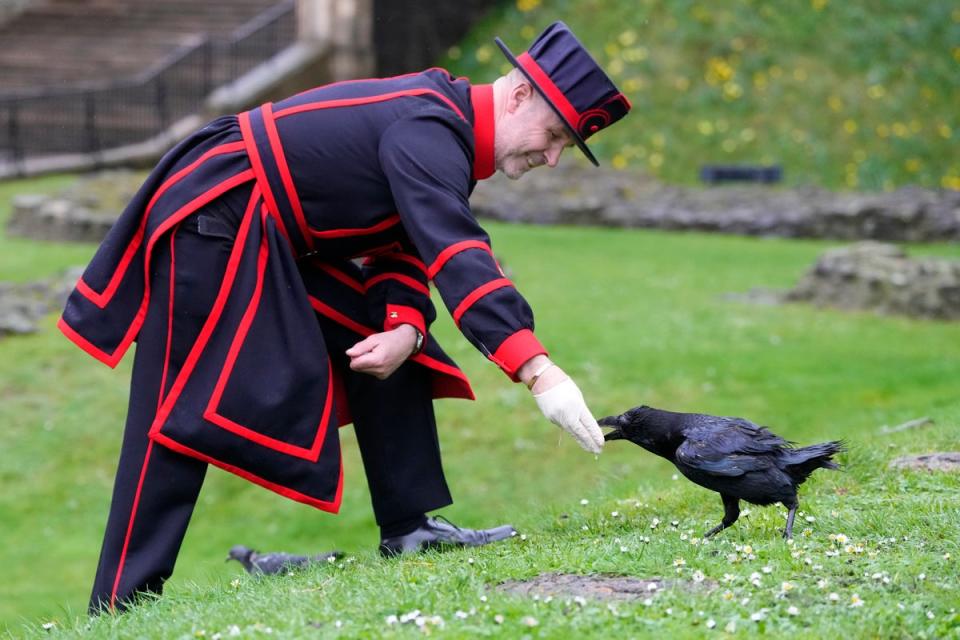 London will supposedly fall if there are fewer than six ravens at the tower (AP)