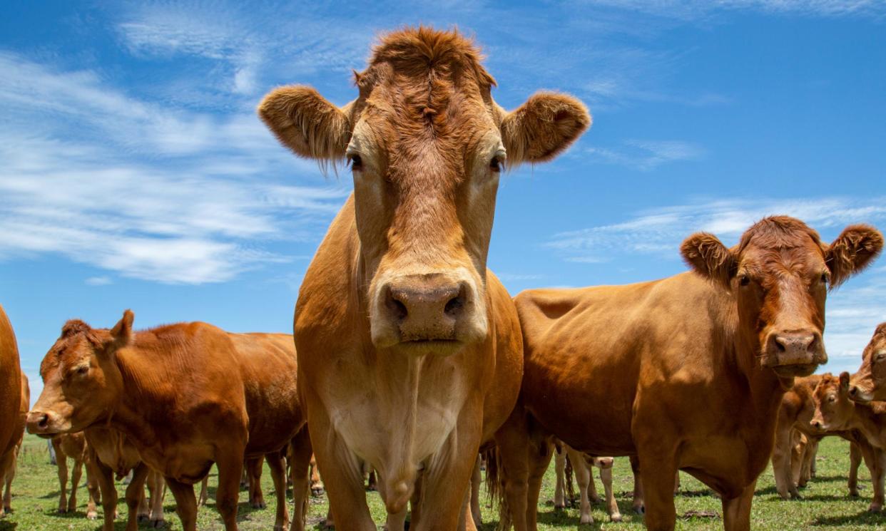 <span>A cow weighs on average 620kg (98st).</span><span>Photograph: Vicki Smith/Getty Images</span>