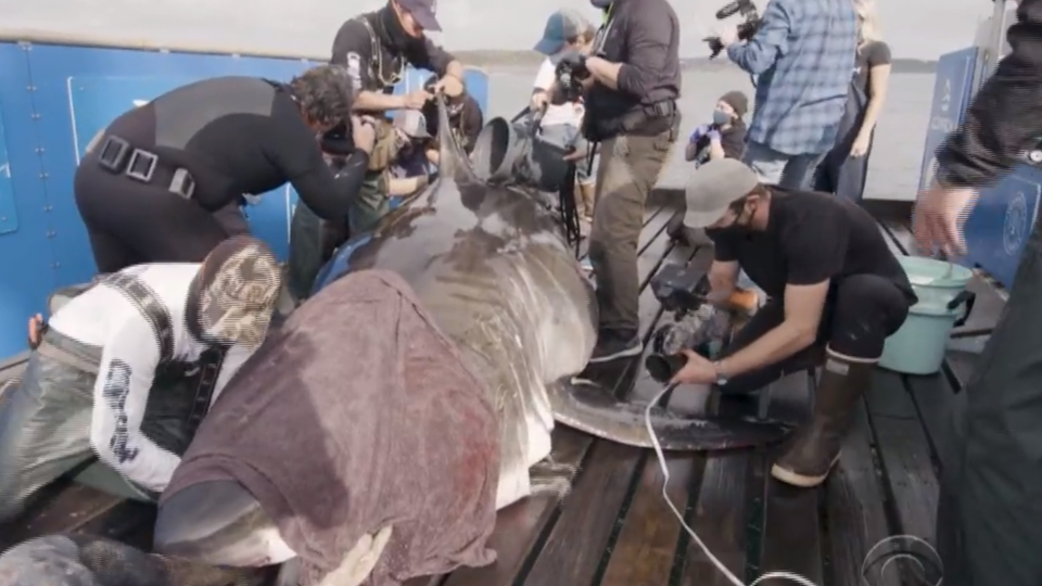 Tagging Nukumi, one of the largest great white sharks ever seen, was the crowning achievement of Ocearch's month-long trip. / Credit: CBS News / Ocearch