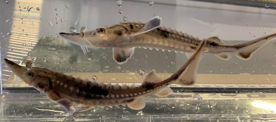 The University of Windsor's juvenile sturgeon are being raised in LaSalle.  (Supplied by Trevor Pitcher - image credit)