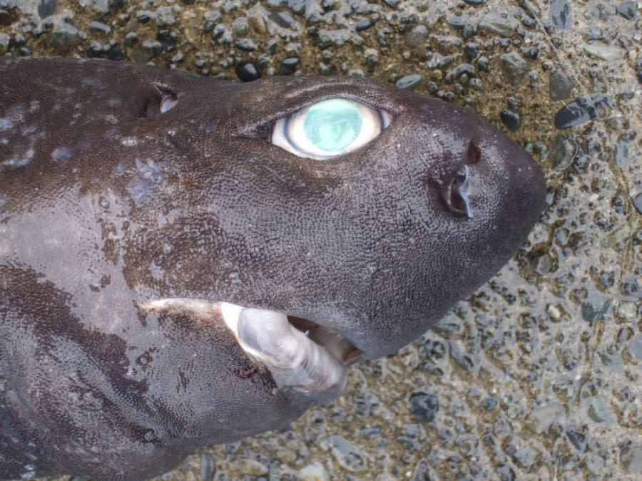 A team of scientists has discovered a species of glow-in-the-dark shark off the coast of New Zealand.