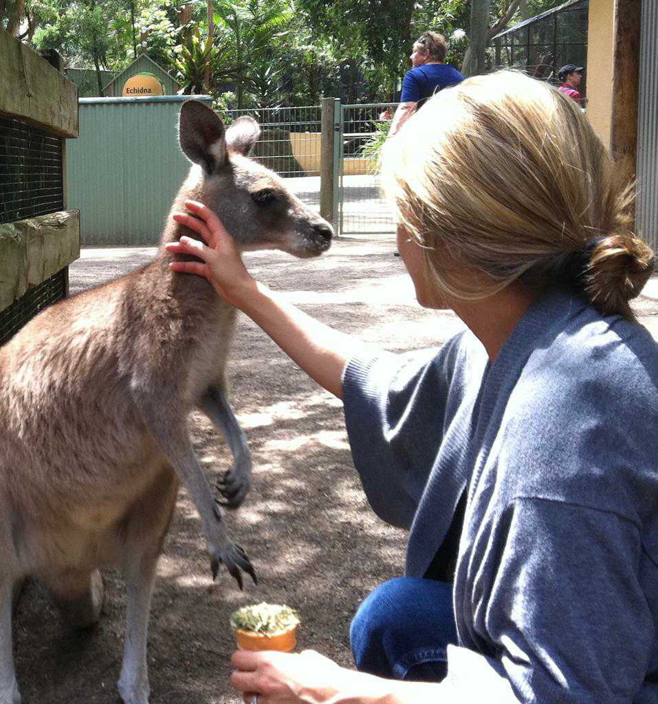 Photo: Kangaroo image Kirsten Australia culture shock