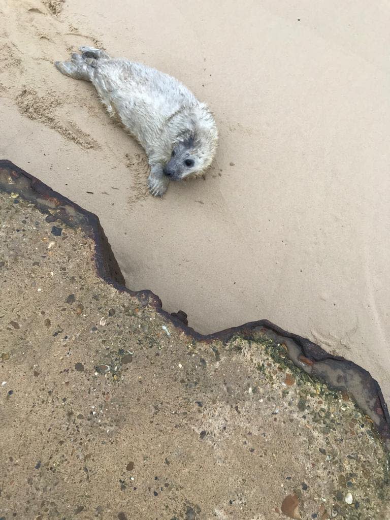 <strong>小海豹順利獲救。（圖／翻攝自FB@FriendsofHorseySeals）</strong>