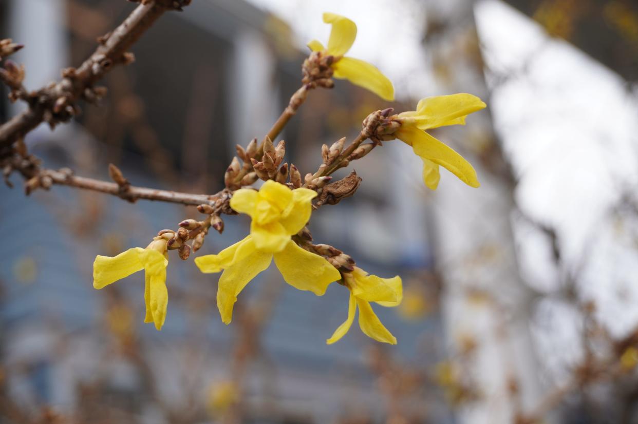 Forsythia bloom out of season in Brooklyn, New York, on Dec. 28.