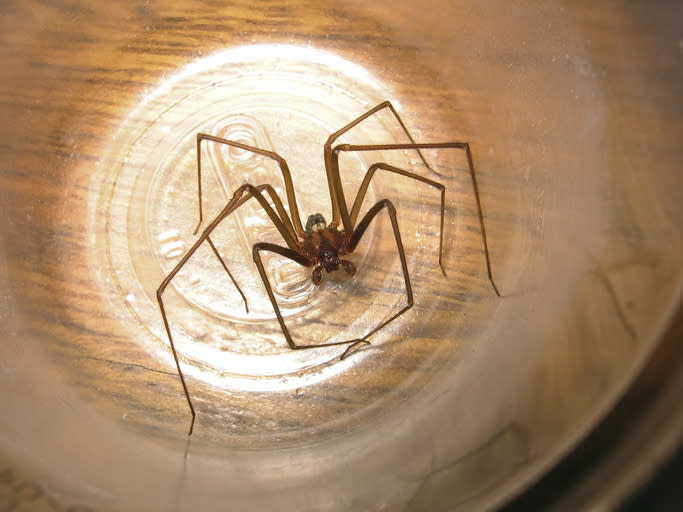 Spider positioned inside a glass container