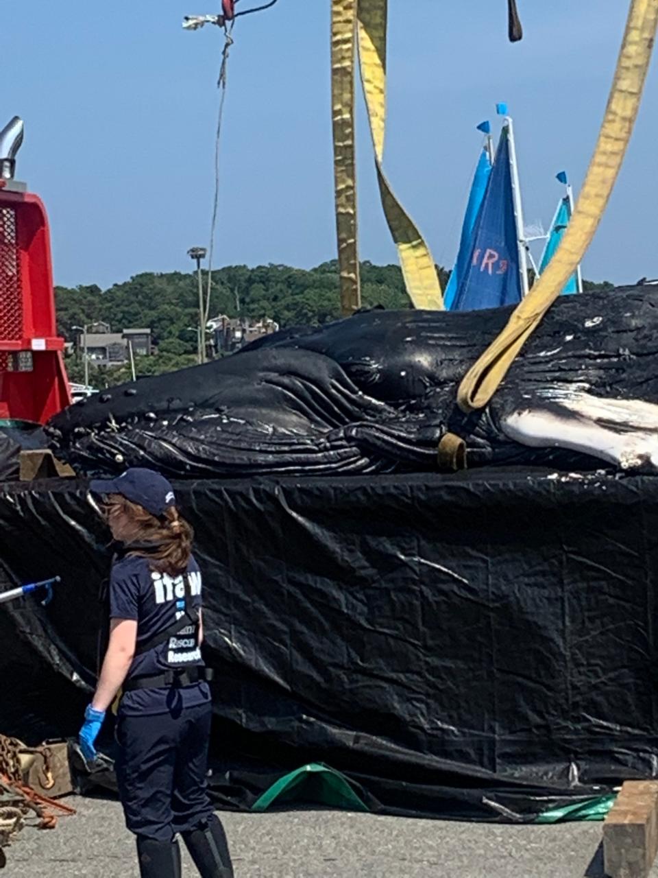 A dead humpback whale was lifted onto a truck Thursday at a pier in Wellfleet after it stranded at the mouth of the Herring River.