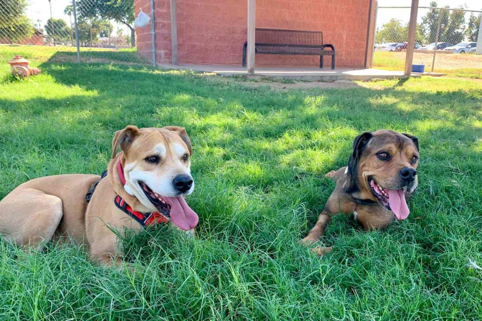 <p>Rachel Gross</p> Canine brother Randul and Clooney at the their reunion