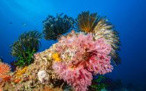 <p>If you thought things could get colorful above ground, just wait until you see the underwater world that is the <a rel="nofollow noopener" href="http://www.travelandleisure.com/travel-guide/great-barrier-reef" target="_blank" data-ylk="slk:Great Barrier Reef;elm:context_link;itc:0;sec:content-canvas" class="link ">Great Barrier Reef</a>. There’s just something about the colorful fishes living among the vibrant reef that makes it feel like you’re peeking into a different universe.</p>