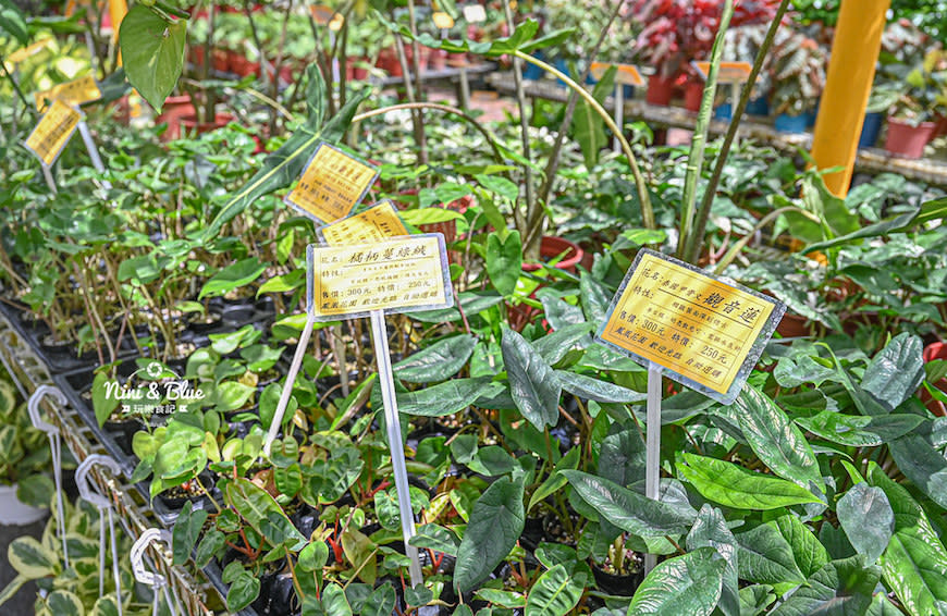 彰化｜田尾鳳凰花園 