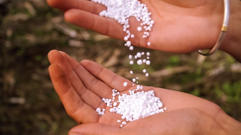 A handful of urea pellets is seen in Argentina