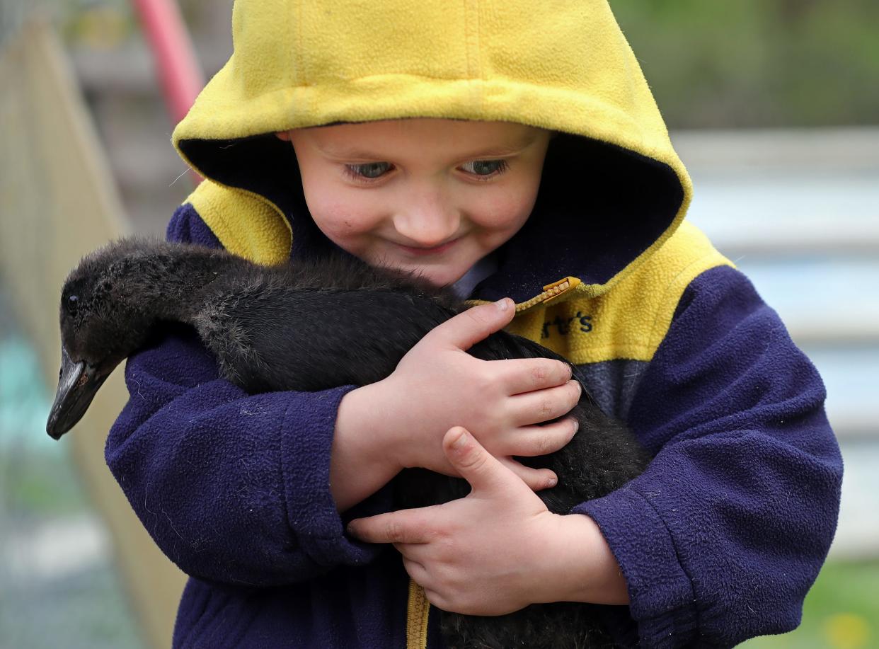 Rowyn Mueller, 4, hugs Brownie, a Cayuga duck, last week in his family's poultry pen in New Franklin.